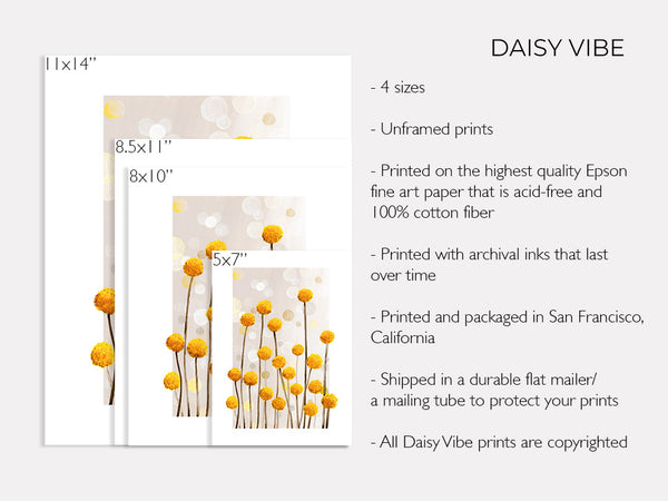 Billy Buttons - Art Print