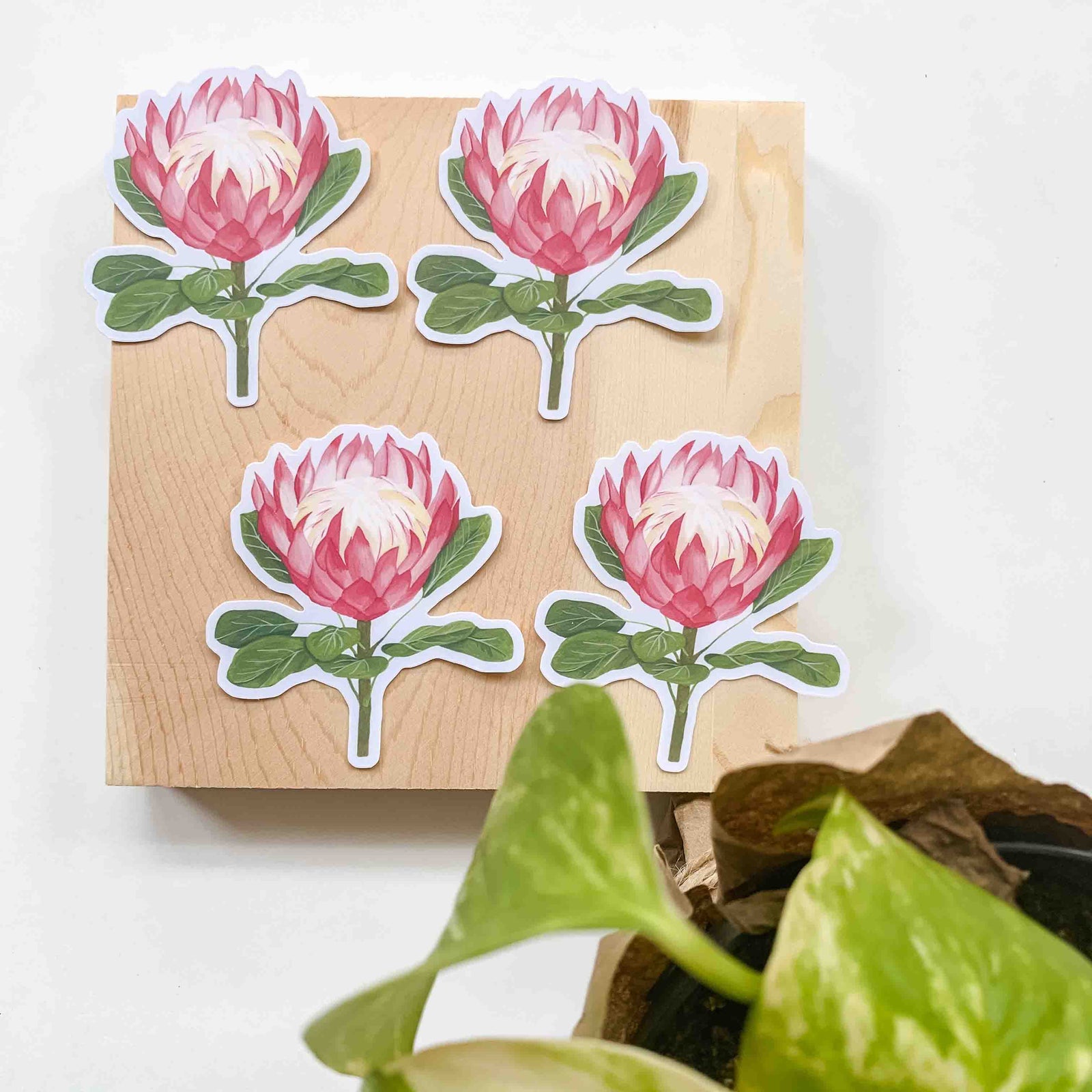 King Protea Vinyl Sticker