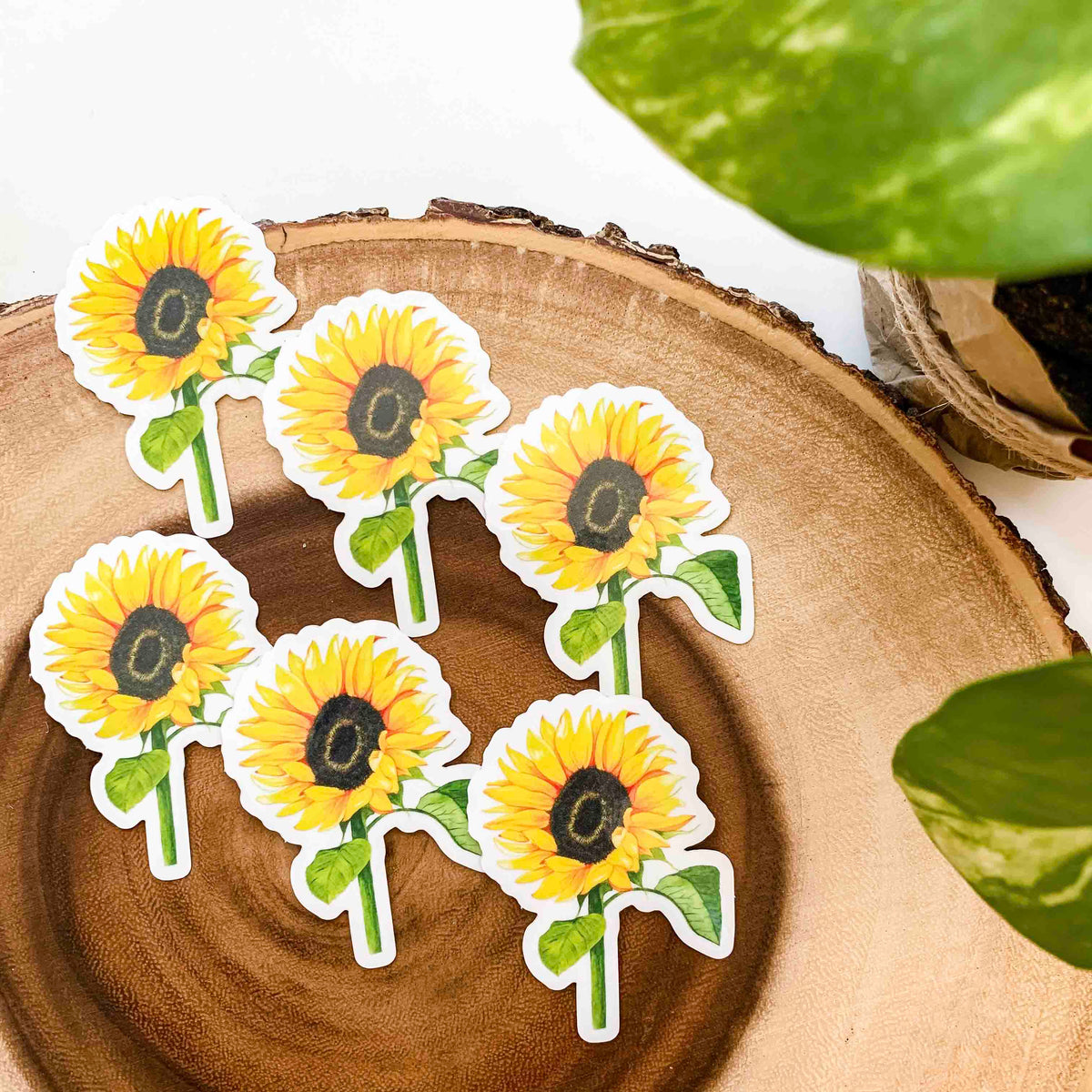 CLEAR Sunflower Sticker