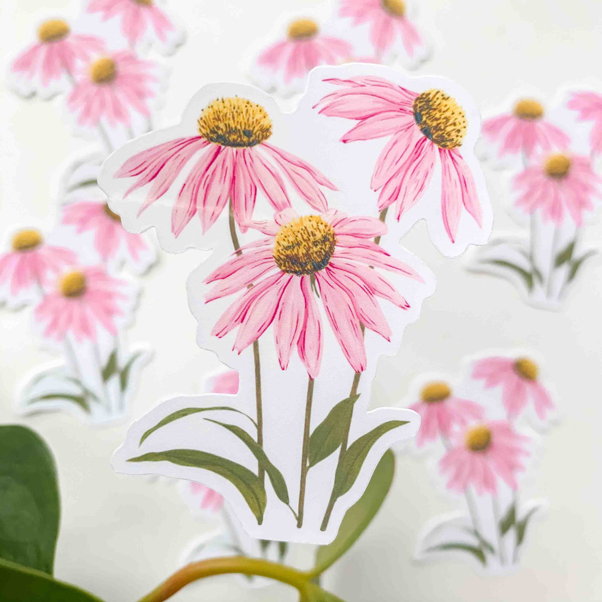 Echinacea Vinyl Sticker
